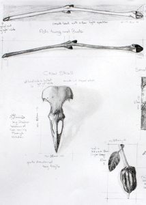 traditional natural history sketches by Deborah Dey